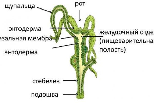 Настоящее зеркало крамп kraken ssylka onion