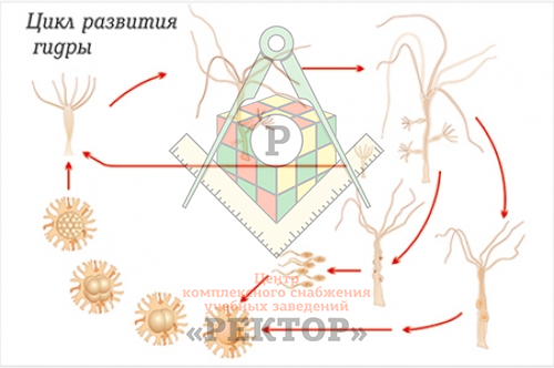 Кракен ссылка на приложение тор